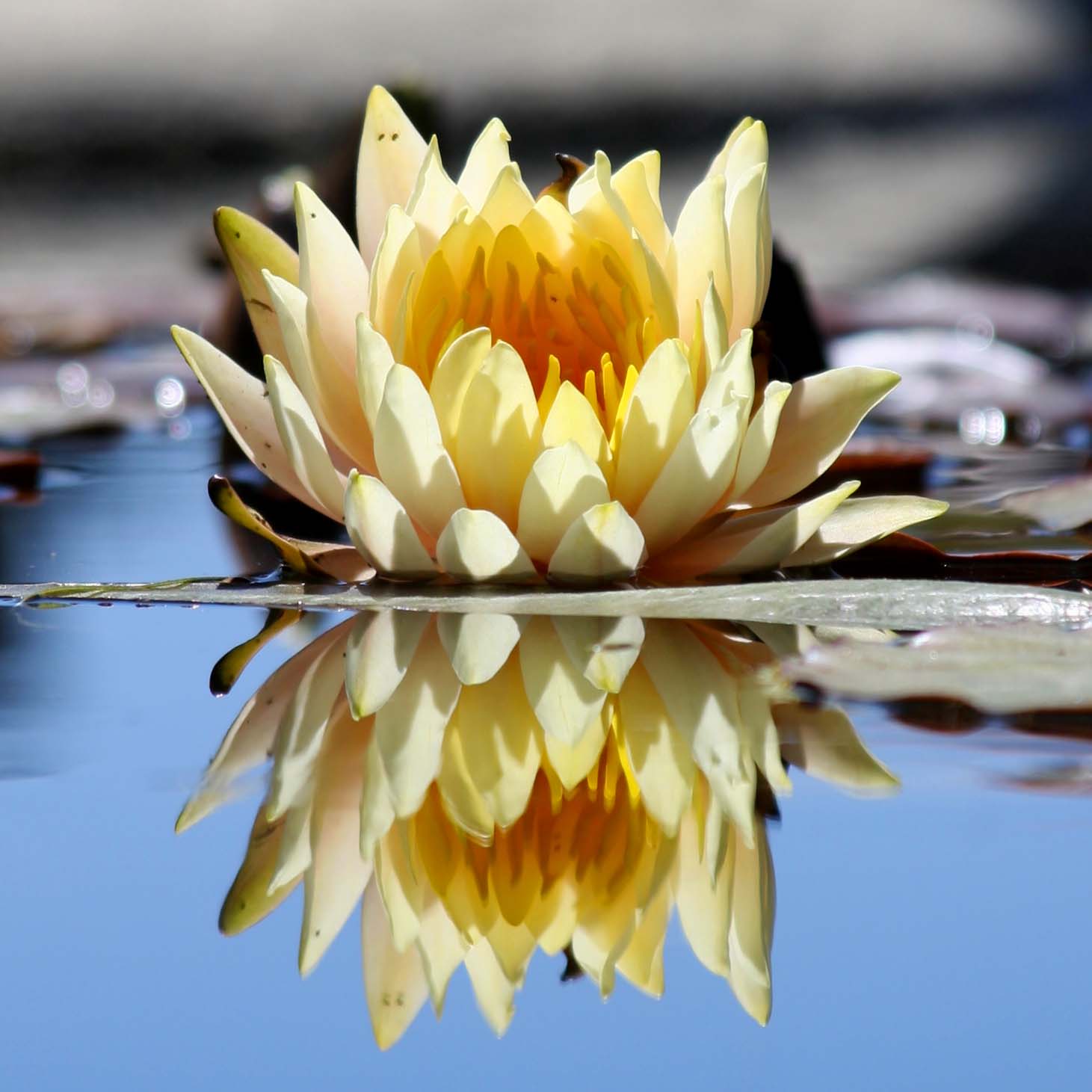 Lotus Blossom Reflection